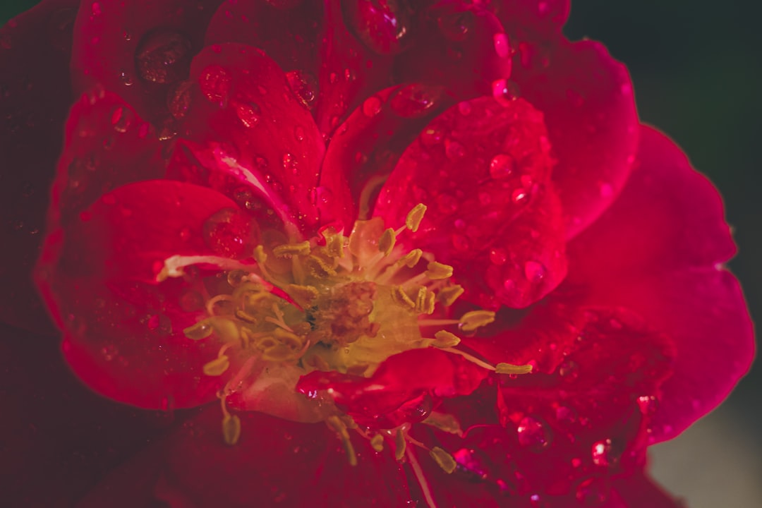 red flower in close up photography