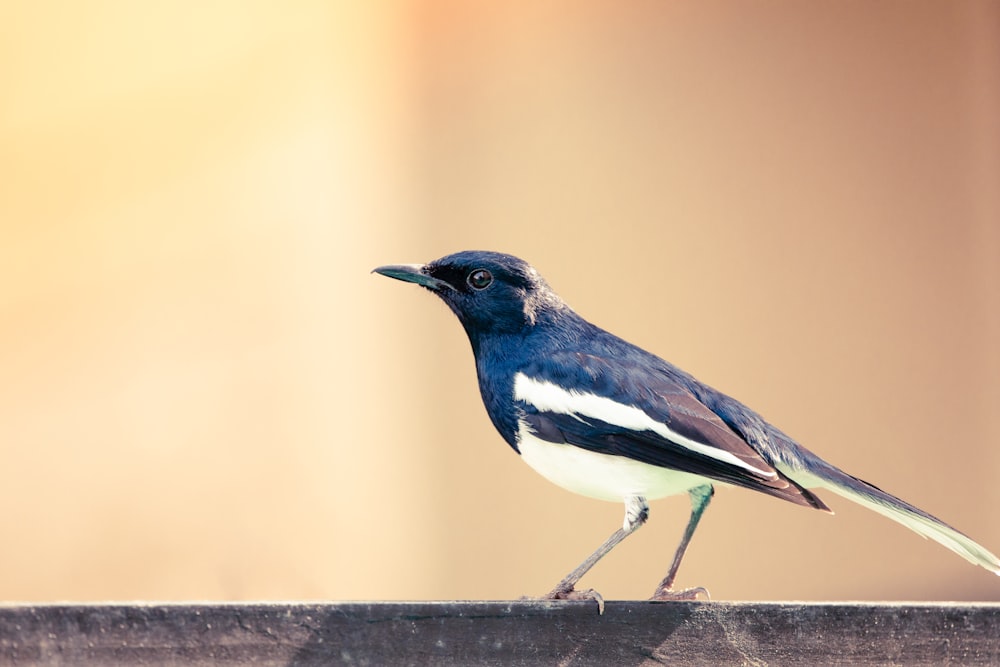 black and white bird on gray concrete surface