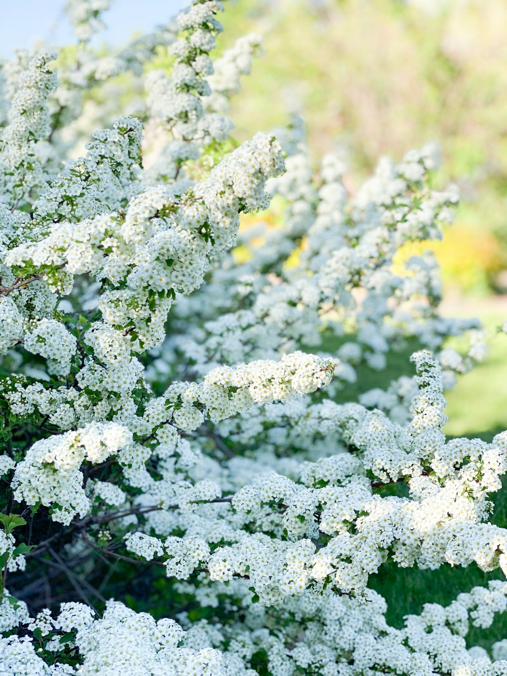 white flowers in tilt shift lens