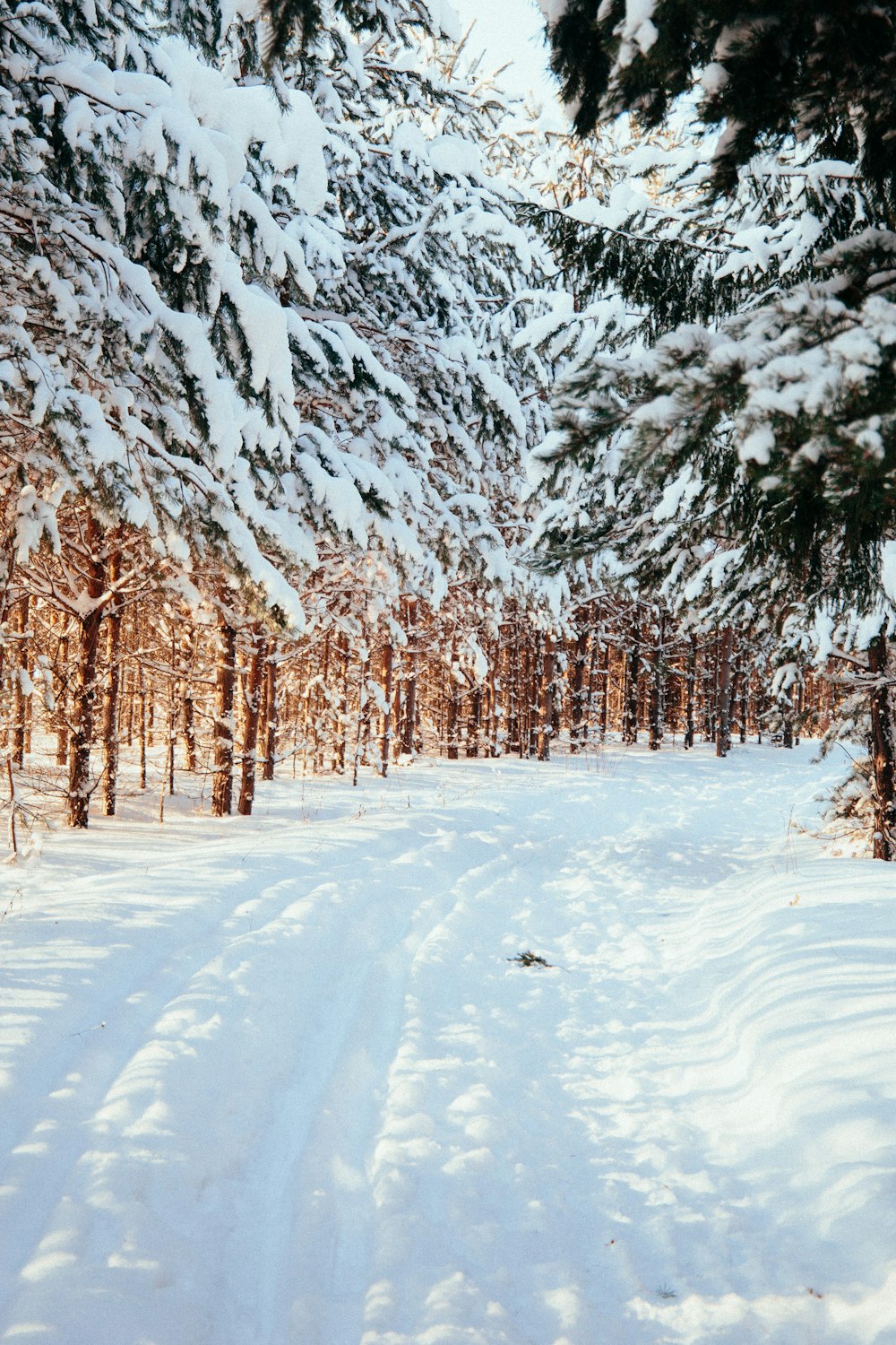 snow covered trees during daytime