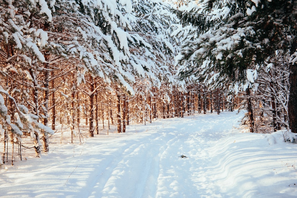 snow covered trees during daytime