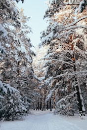A peaceful snow-covered forest path with soft sunlight filtering through tall pine trees.