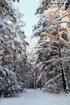 A peaceful snow-covered forest path with soft sunlight filtering through tall pine trees.