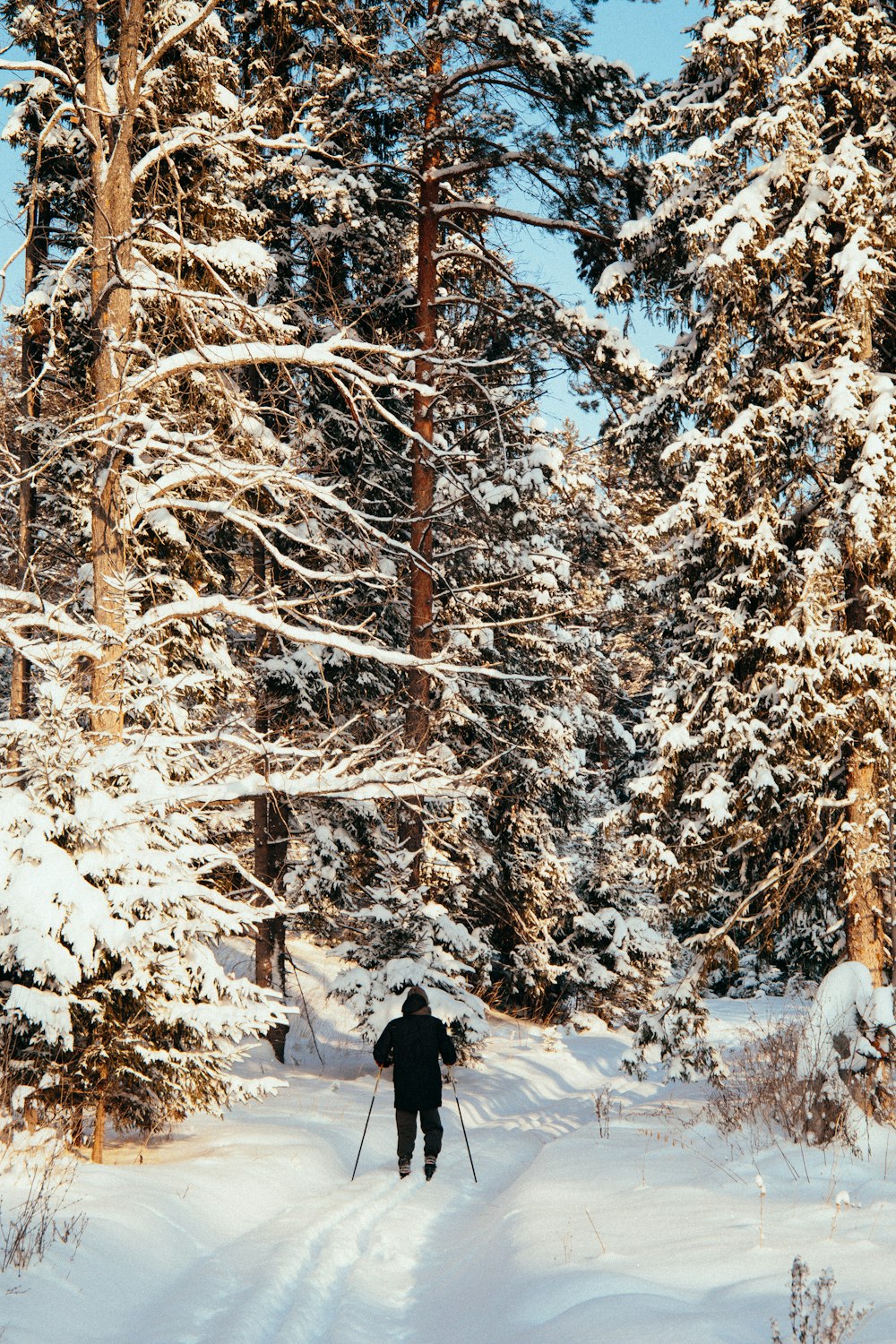 person in black jacket standing on snow covered ground near trees during daytime