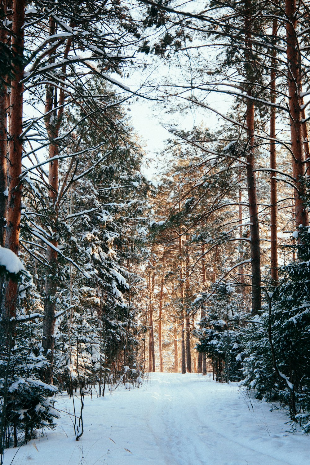 brown trees covered with snow during daytime