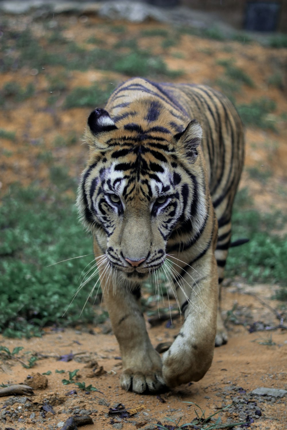 brown and black tiger walking on dirt ground during daytime