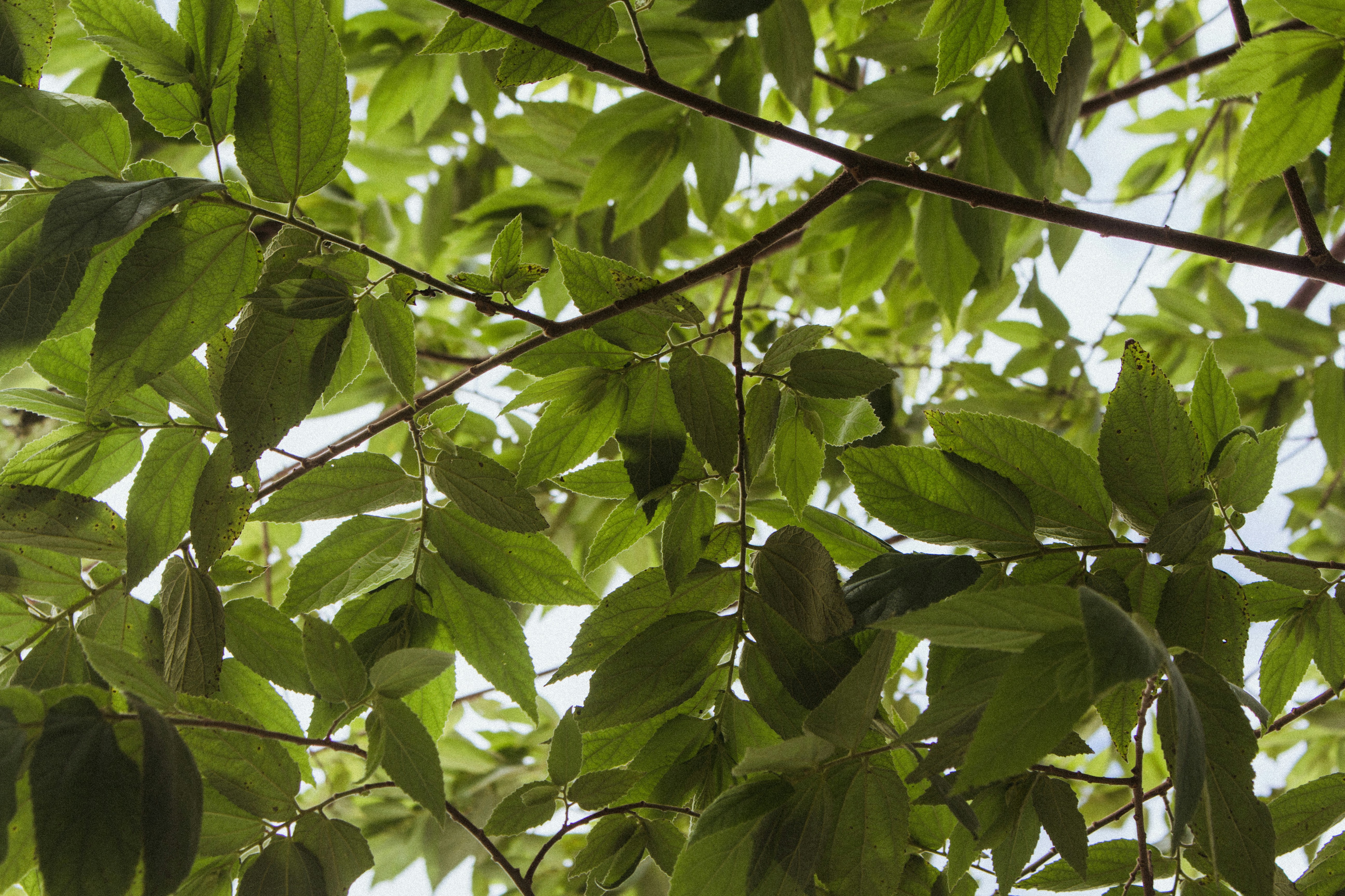 green leaves on tree branch during daytime
