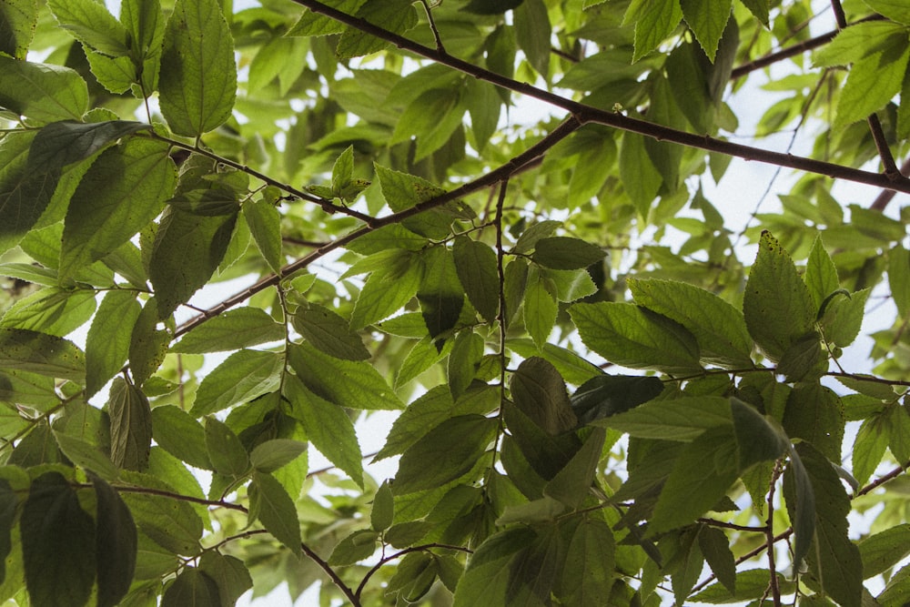 folhas verdes no galho da árvore durante o dia