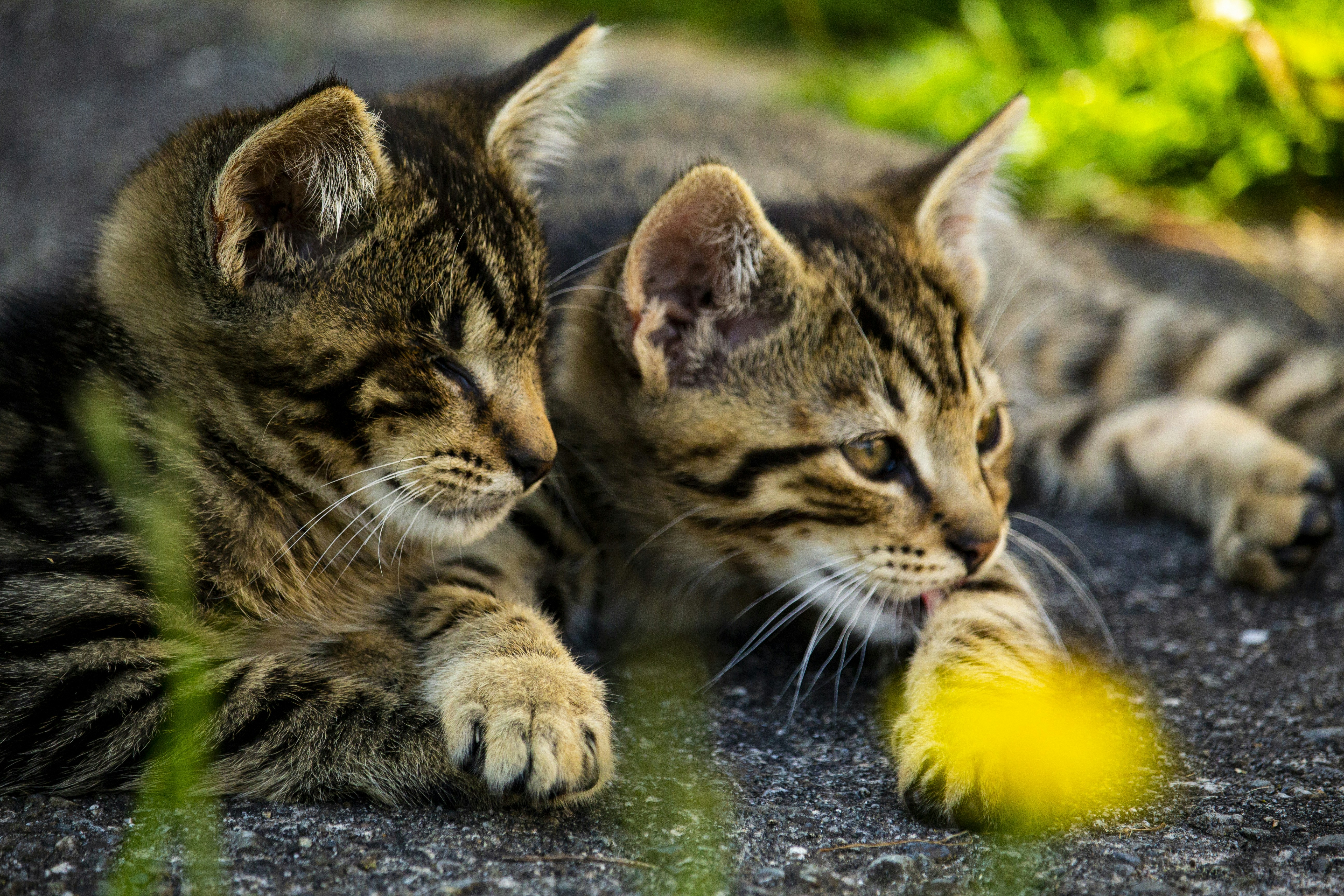 Small Cats, Big Connections (image credits: unsplash)