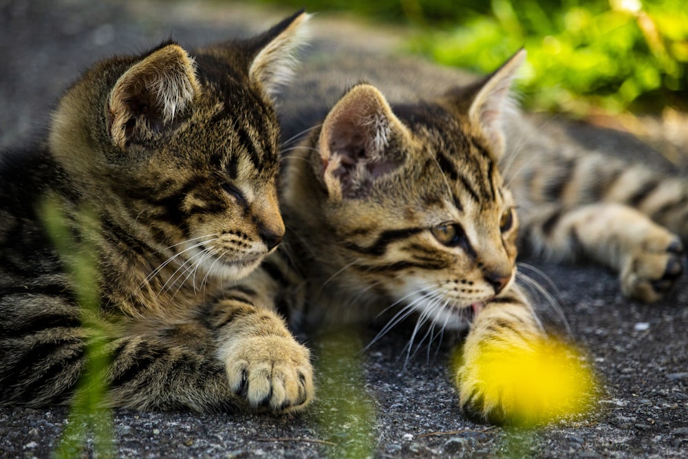 Dos gatitos jugando con una pelota amarilla en el suelo