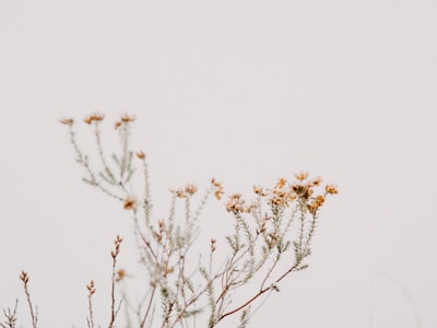 brown and white plant under white sky during daytime soft zoom background