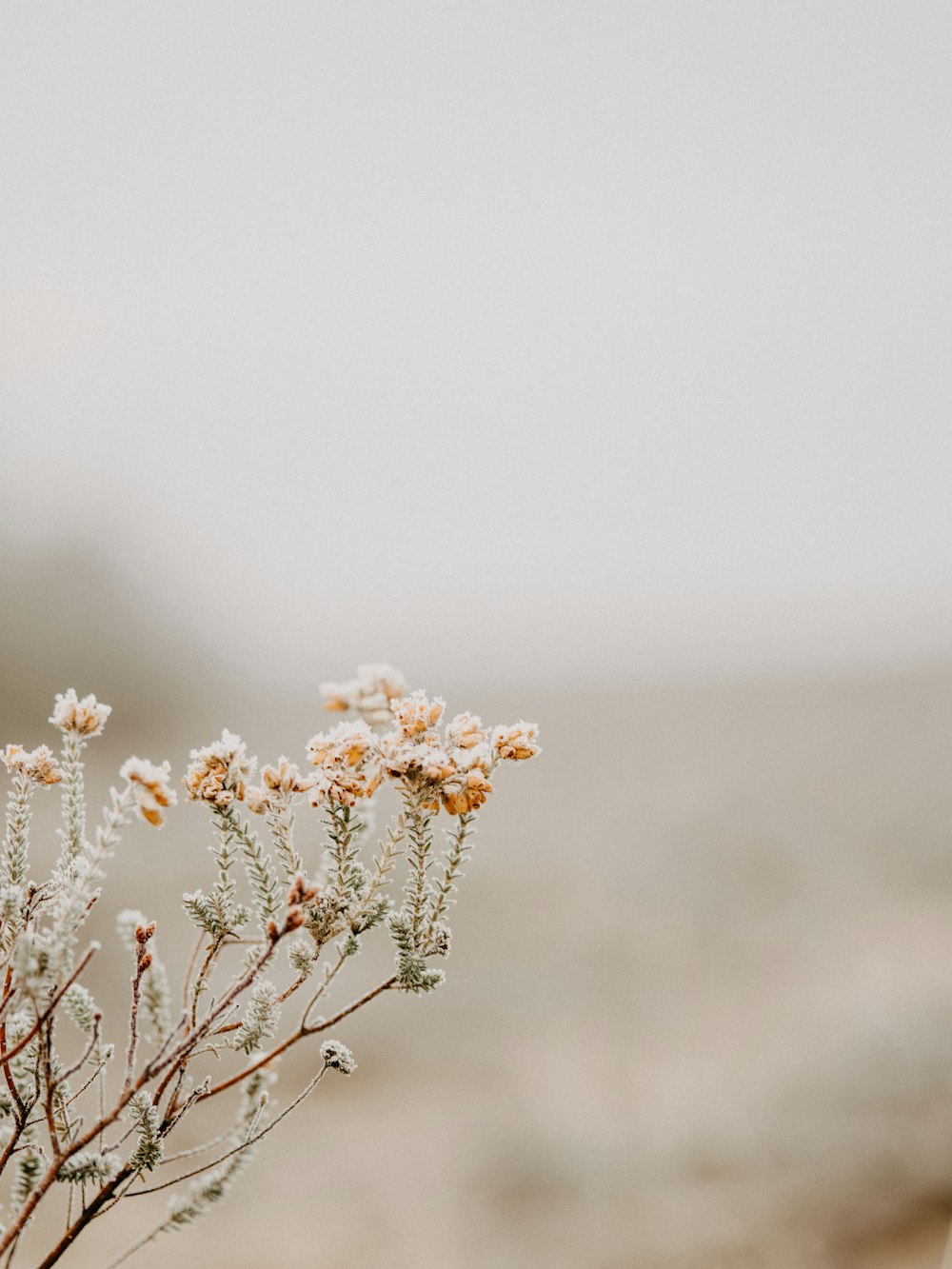 white flower in tilt shift lens