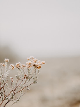 Delicate flowers with frosted edges are captured against a blurred beige background, creating a serene and minimalistic composition.