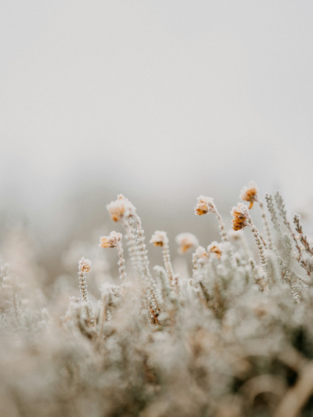 fleurs blanches sur herbe brune