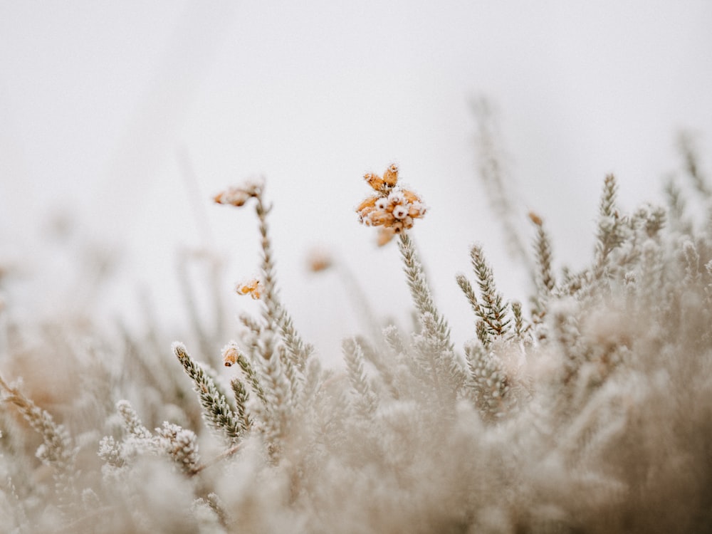 brown plant on white snow