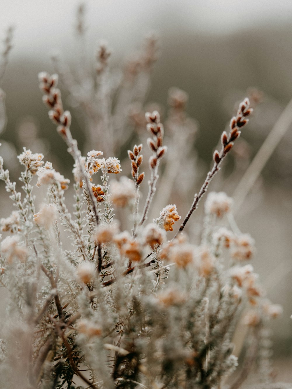 white flowers in tilt shift lens