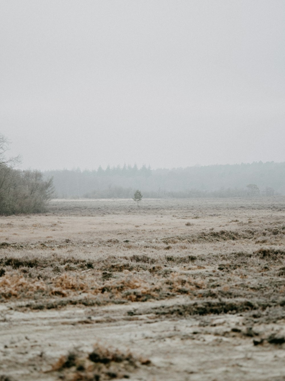 brown grass field with trees on the side