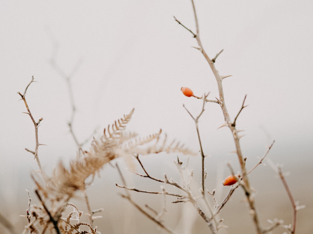 brown plant with white snow