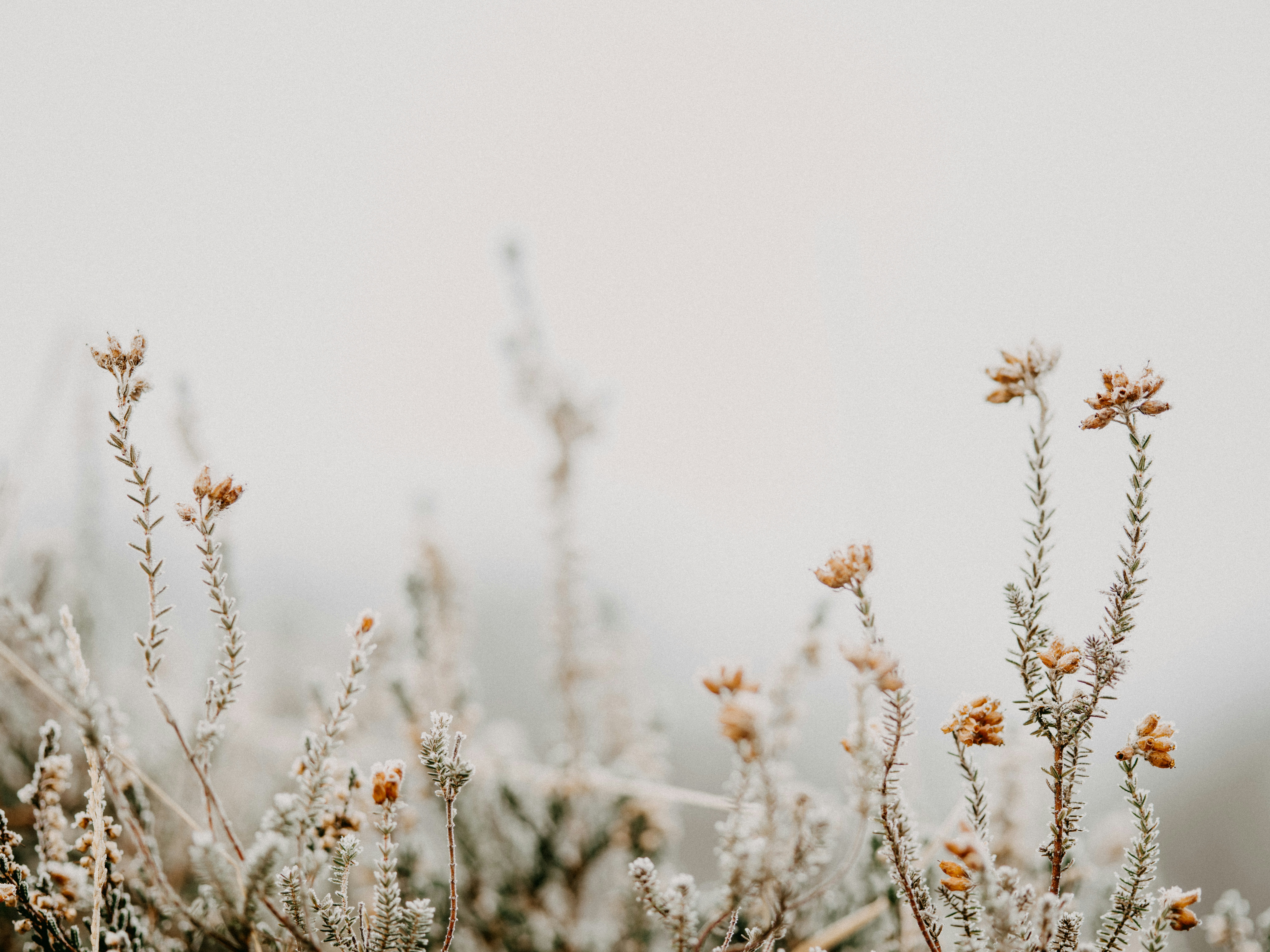 white flowers in tilt shift lens, Selective focus photo of frosty heather on a cold, winters morning. 