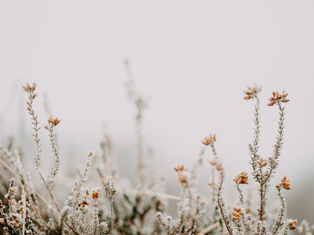 white flowers in tilt shift lens