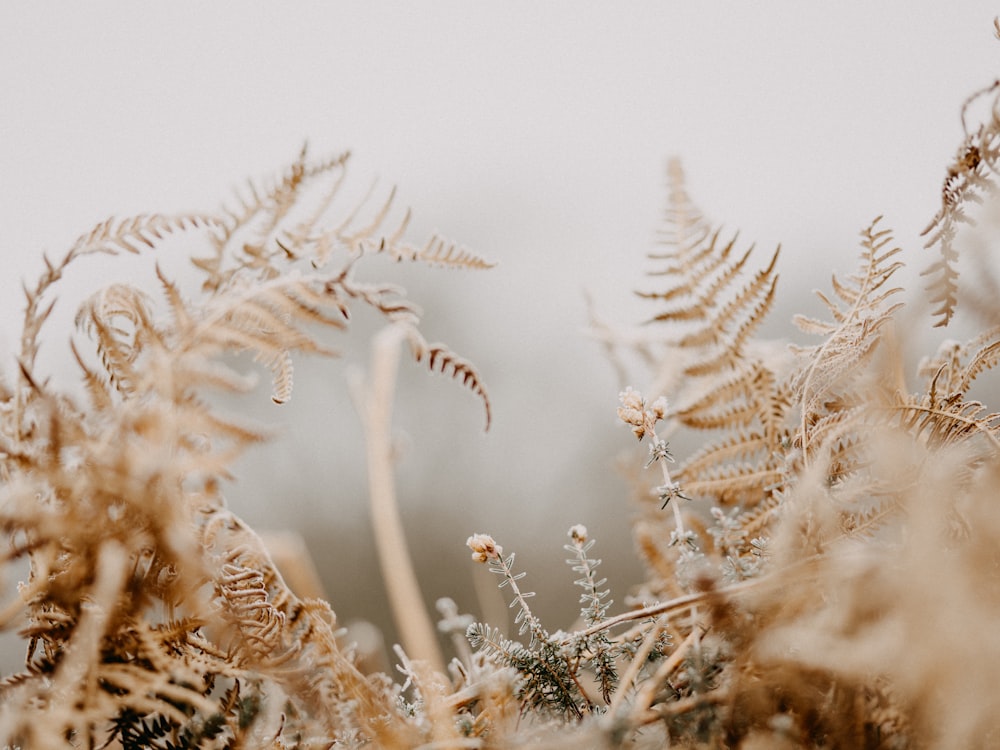 white and brown plant during daytime