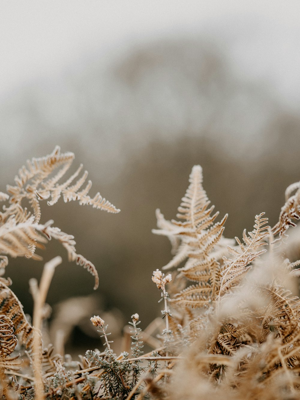 plante blanche et brune pendant la journée