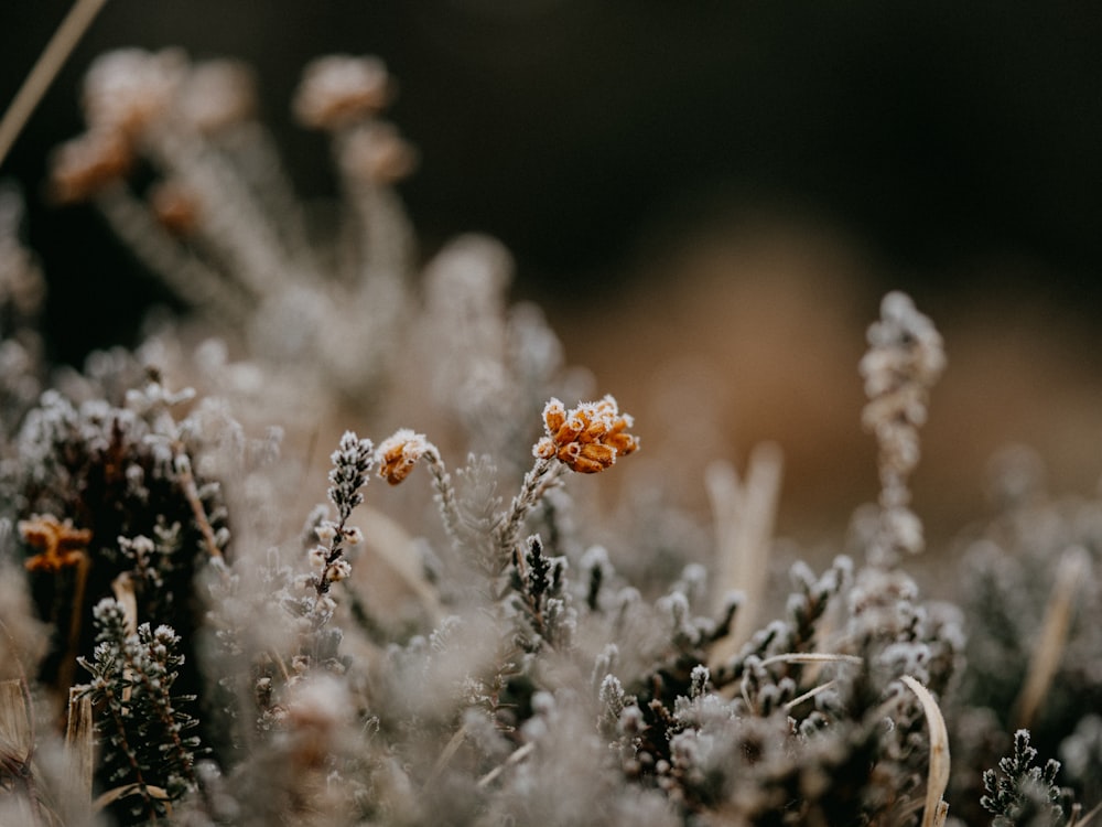 white and brown flowers in tilt shift lens