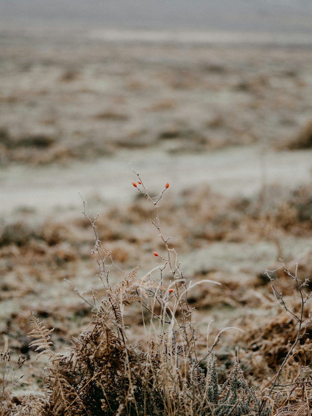 brown dried grass on field during daytime