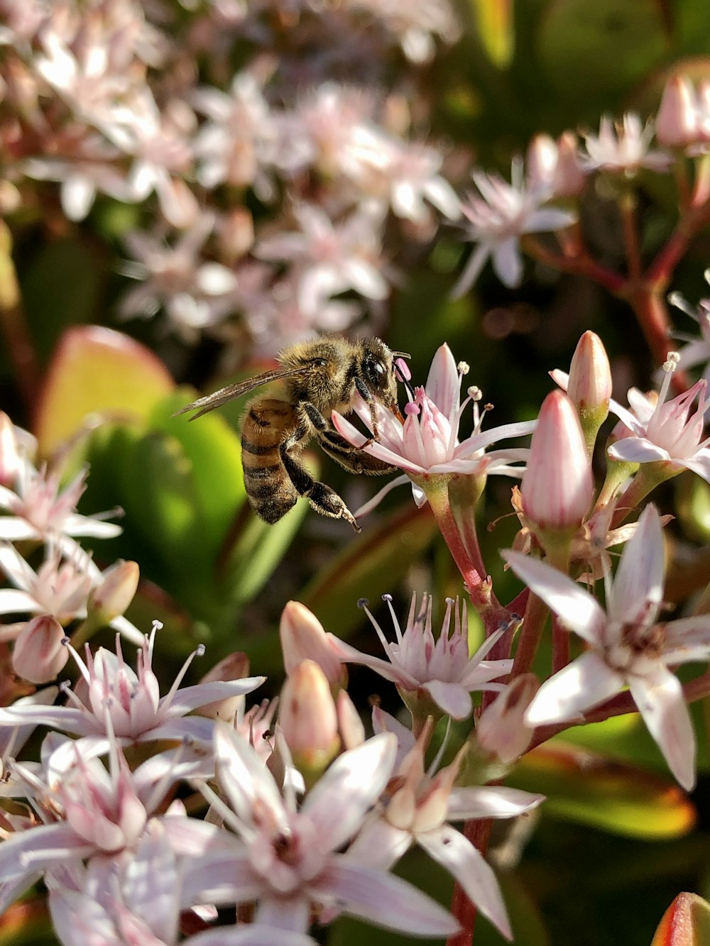 abelha empoleirada na flor rosa e branca em fotografia de perto durante o dia