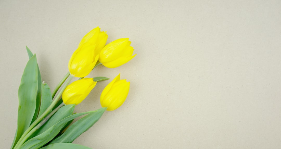 yellow tulips on white table