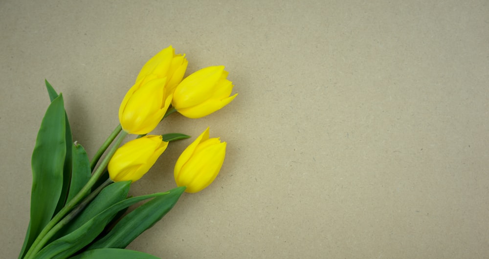 yellow tulips on white table