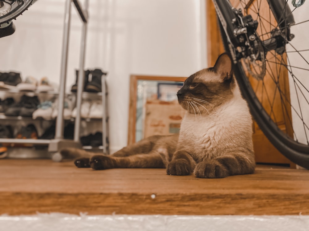 brown and black cat on brown wooden table