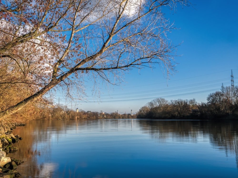 brown trees beside lake under blue sky during daytime