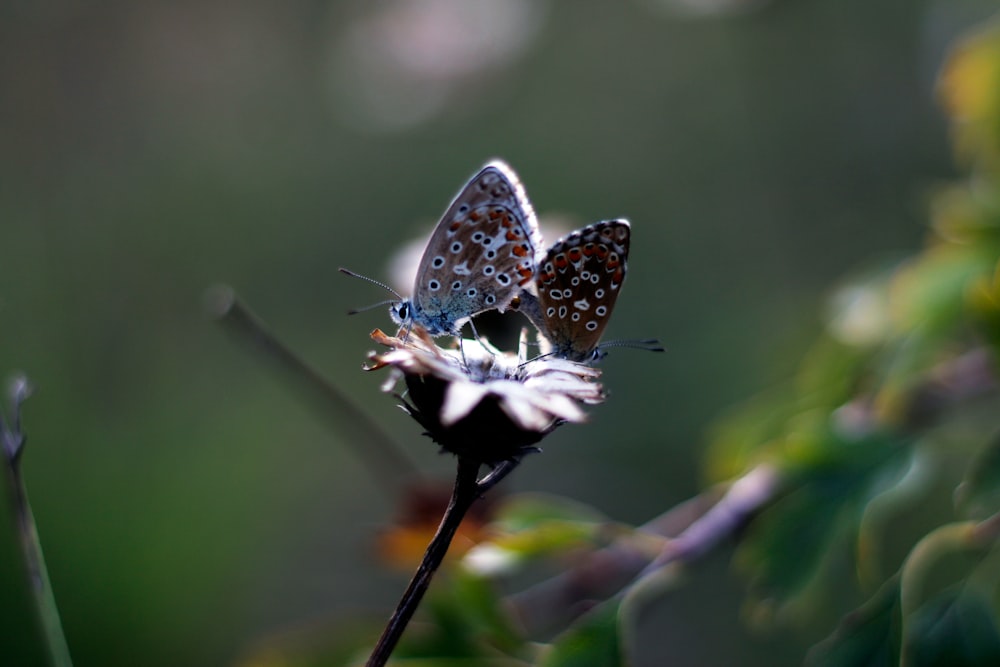 blue and white butterfly perched on brown stick in close up photography during daytime