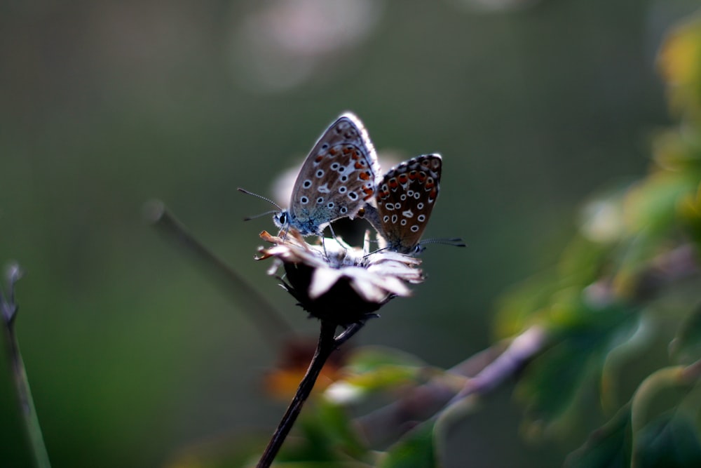 borboleta azul e branca empoleirada em bastão marrom em fotografia de perto durante o dia