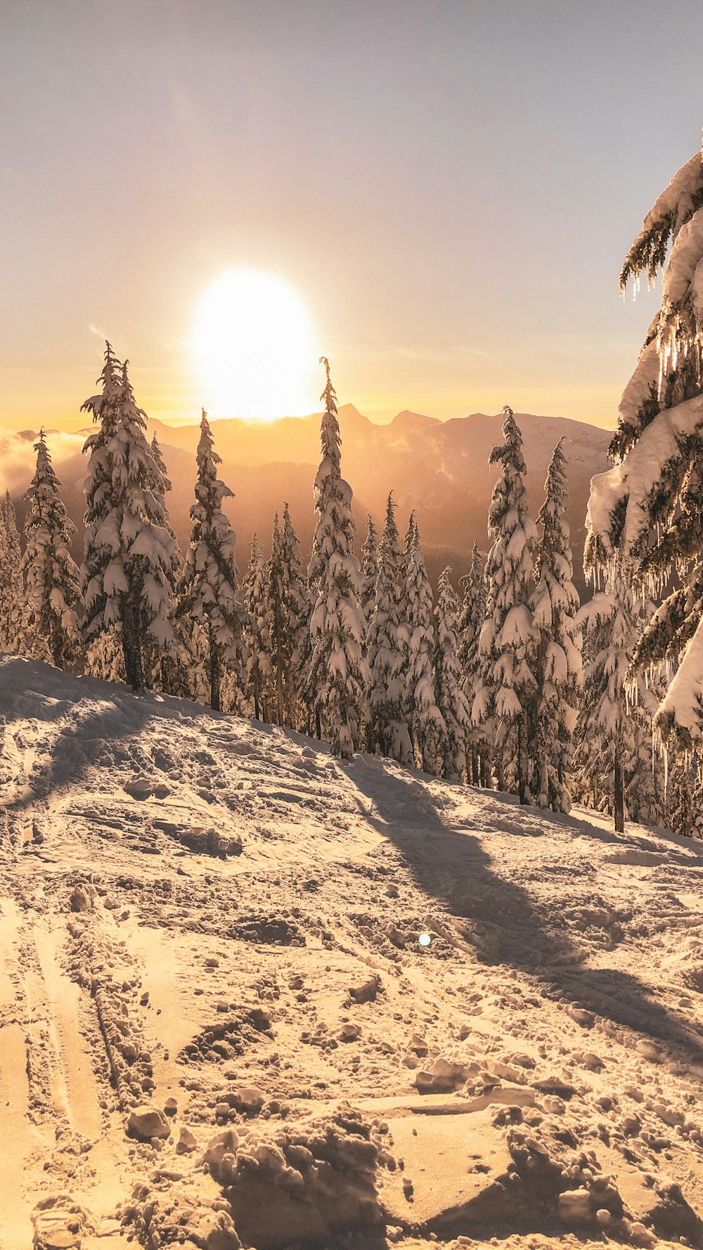 met sneeuw bedekte pijnbomen overdag