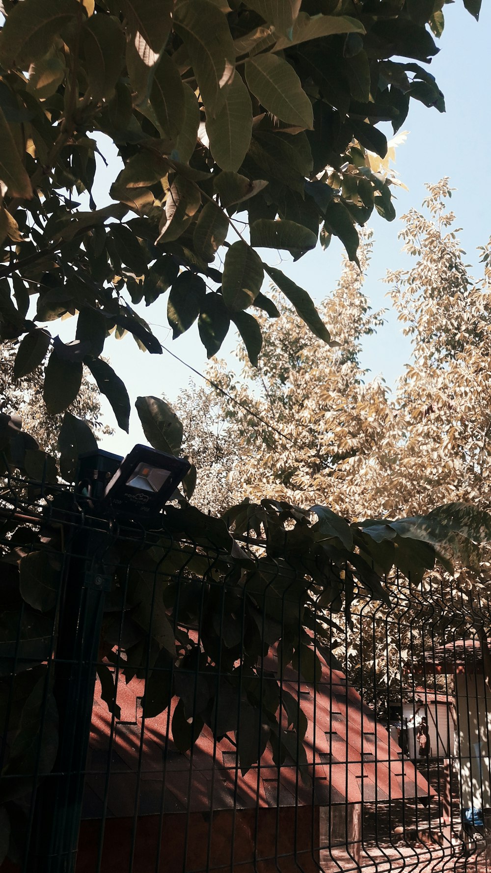 green leaf tree during daytime