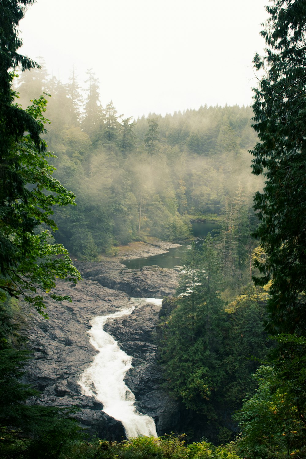 river in the middle of green trees