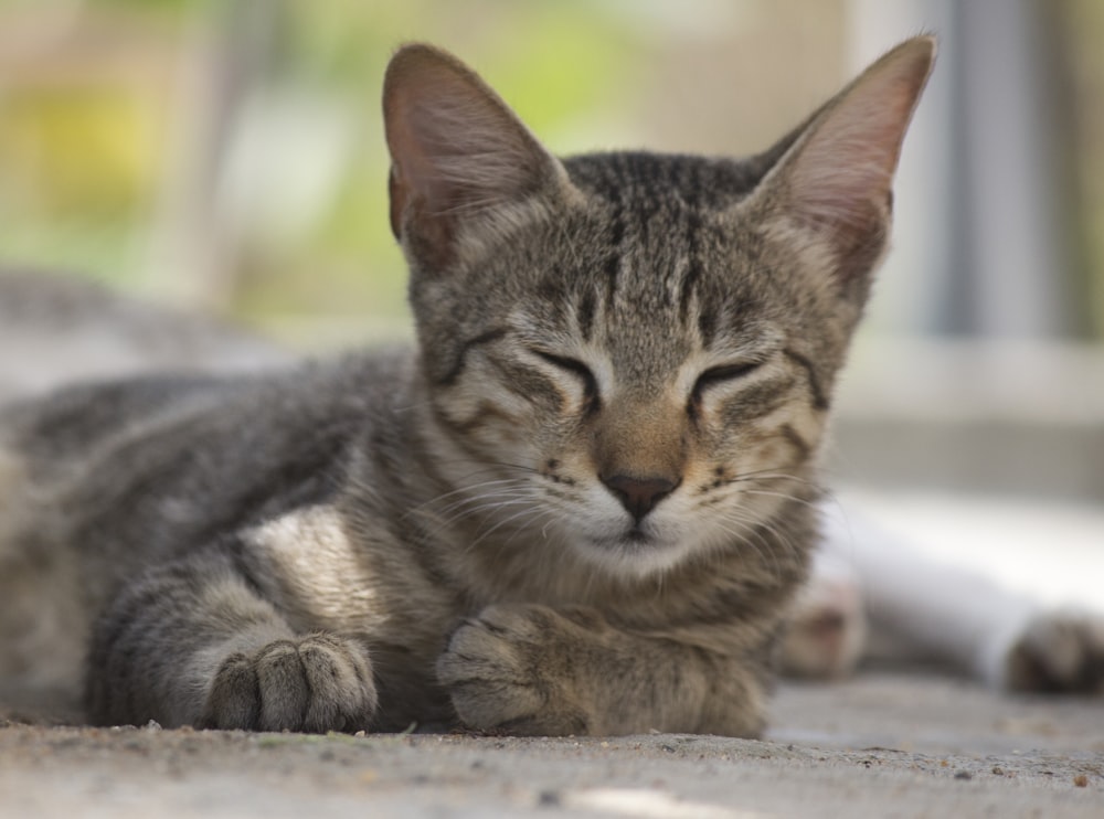 brown tabby cat on gray concrete floor