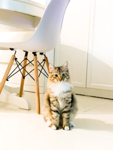 A fluffy, long-haired cat sits on a tiled floor near a modern white chair with wooden legs. The setting appears to be indoors, with a white background and wooden furniture.