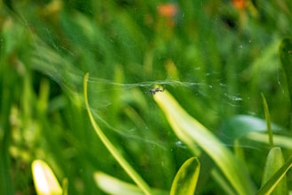 A small black insect is positioned on a delicate web, surrounded by green leaves and blades of grass. The background is filled with vibrant greenery, creating a natural and earthy setting.
