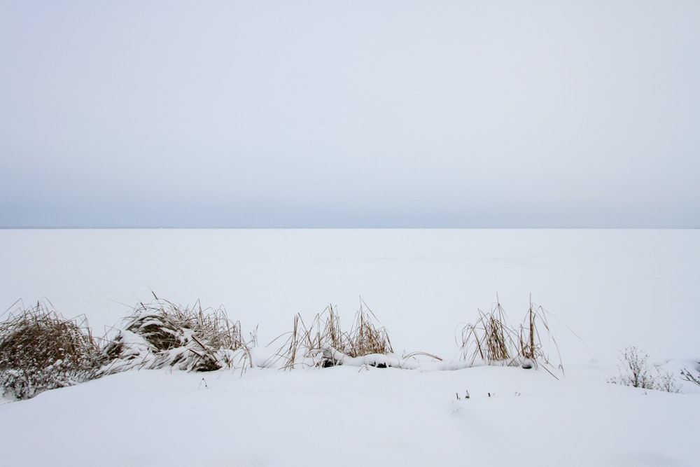 white snow covered field during daytime