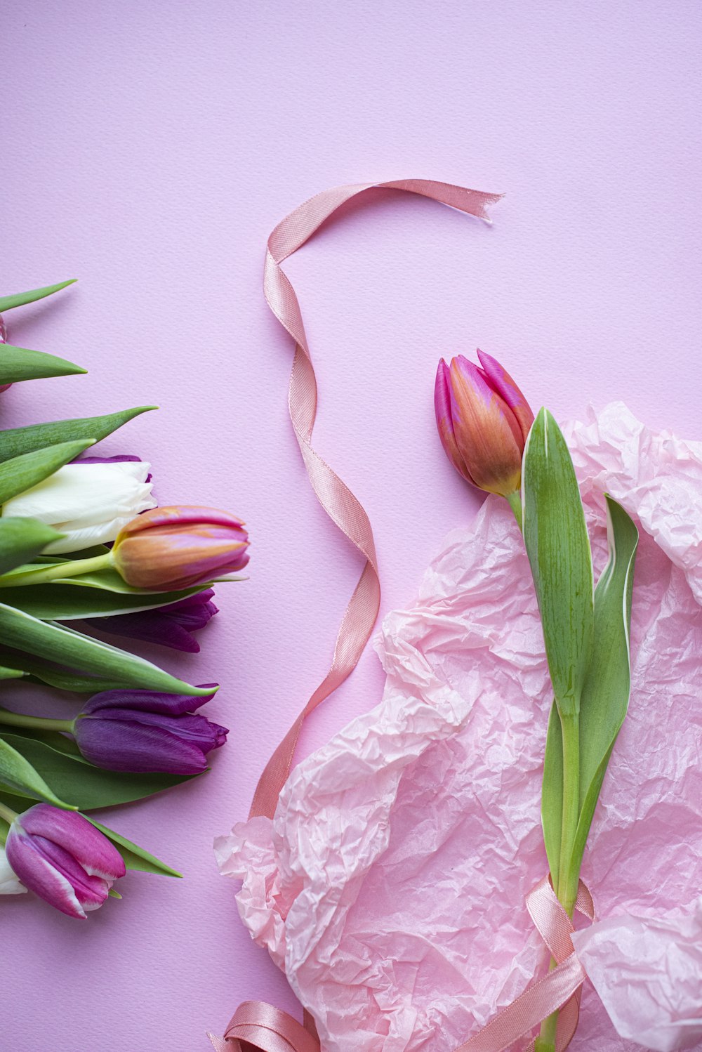 pink and white tulips on white surface
