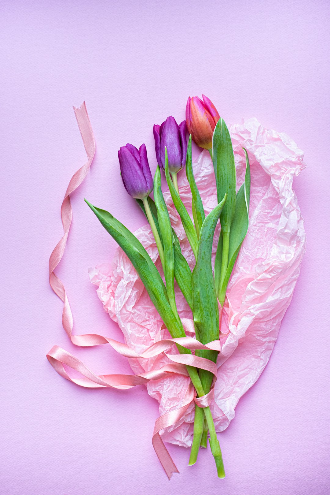 pink tulips on pink surface