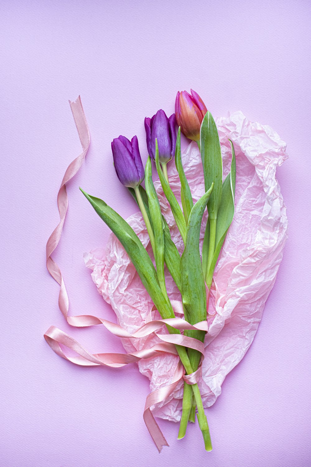 pink tulips on pink surface