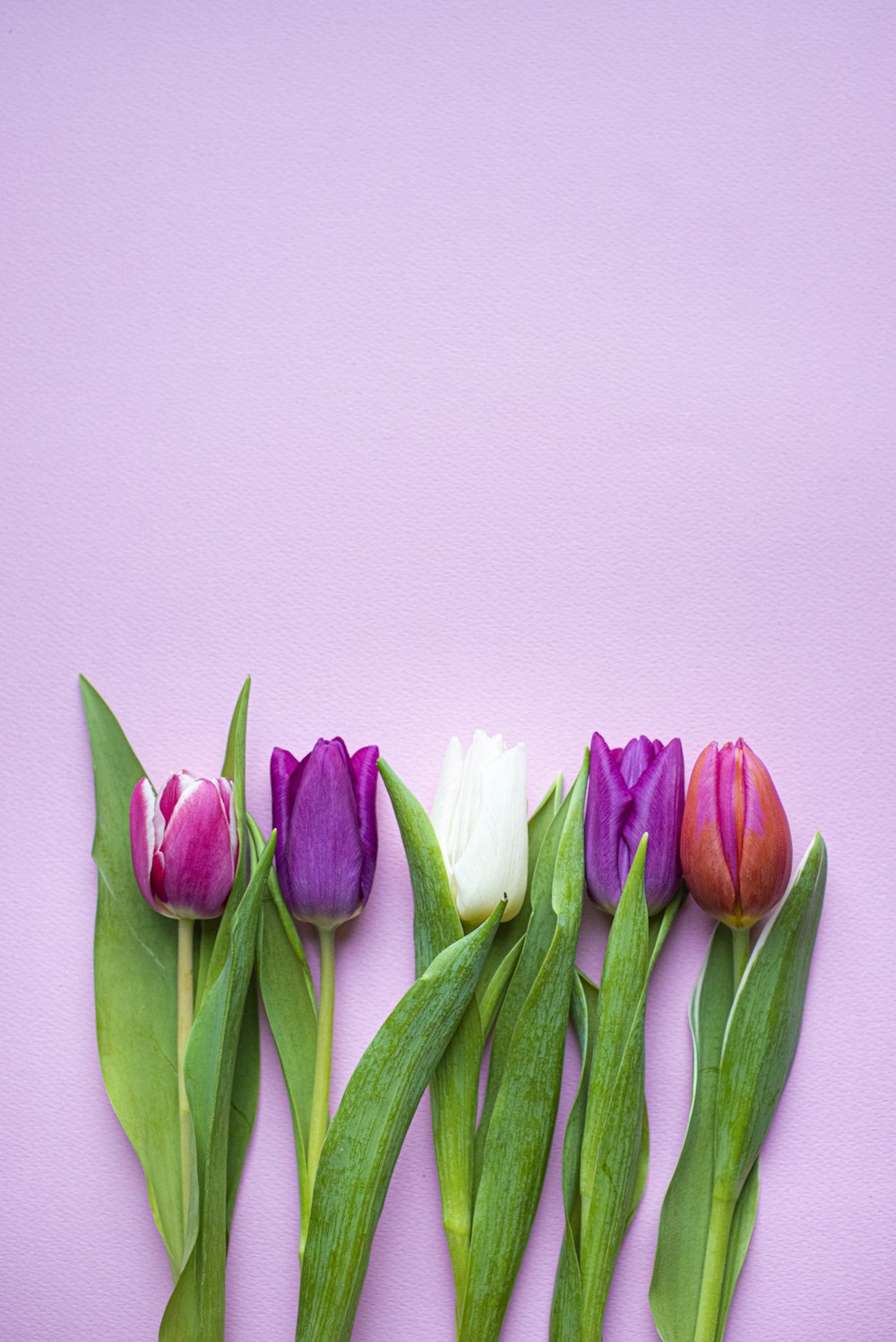 pink and white tulips on white surface