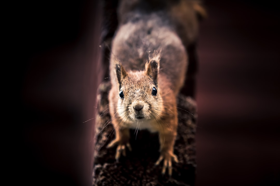 brown rodent on brown tree trunk