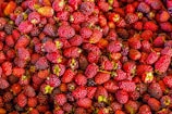 A large pile of ripe red and some dark purple berries, each fruit with green stems. The berries are closely packed together, varying slightly in size and color ranging from bright red to deep purple.