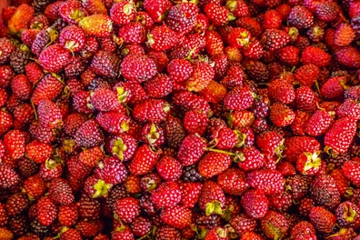 Bright berries freshly picked from the farm, ready for fruit wine.