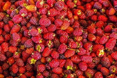 A large pile of ripe red and some dark purple berries, each fruit with green stems. The berries are closely packed together, varying slightly in size and color ranging from bright red to deep purple.